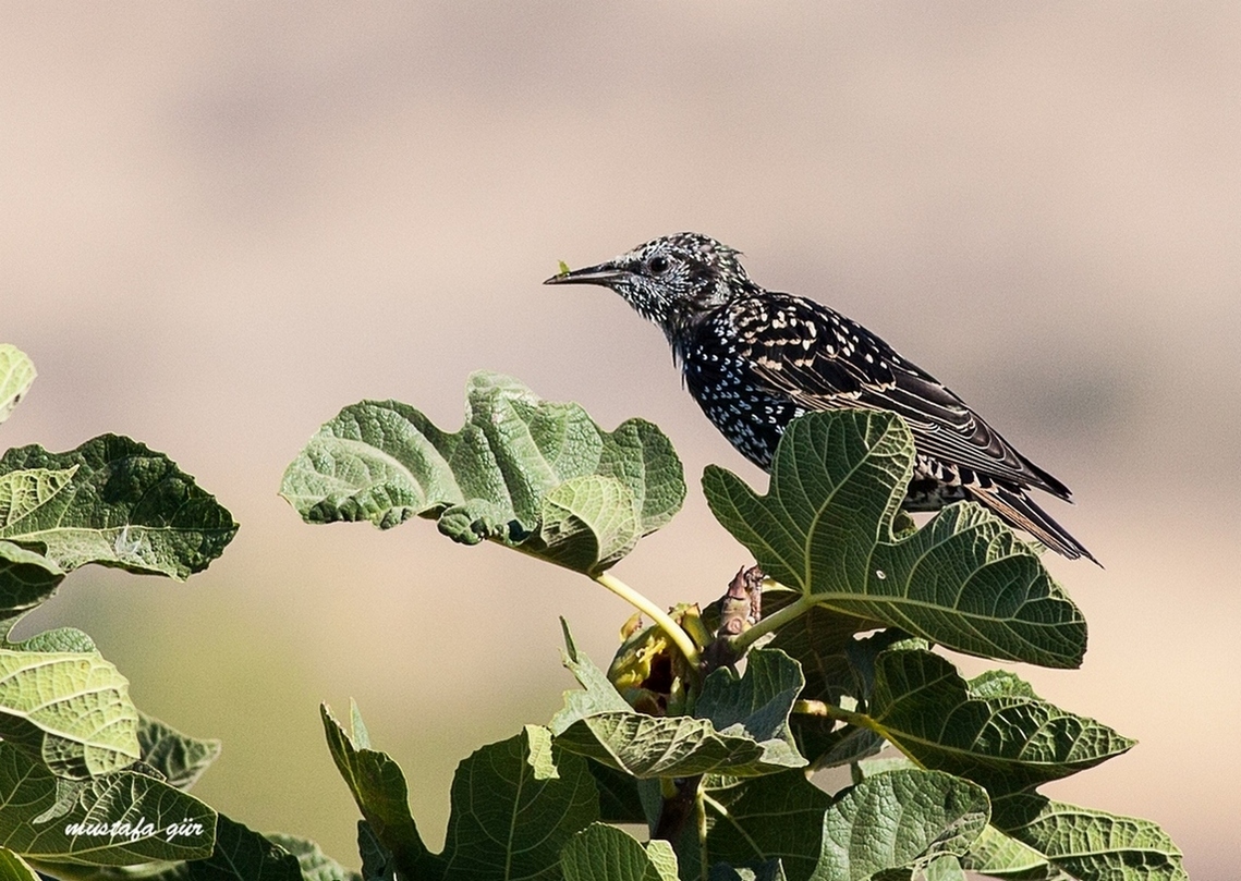 Common Starling