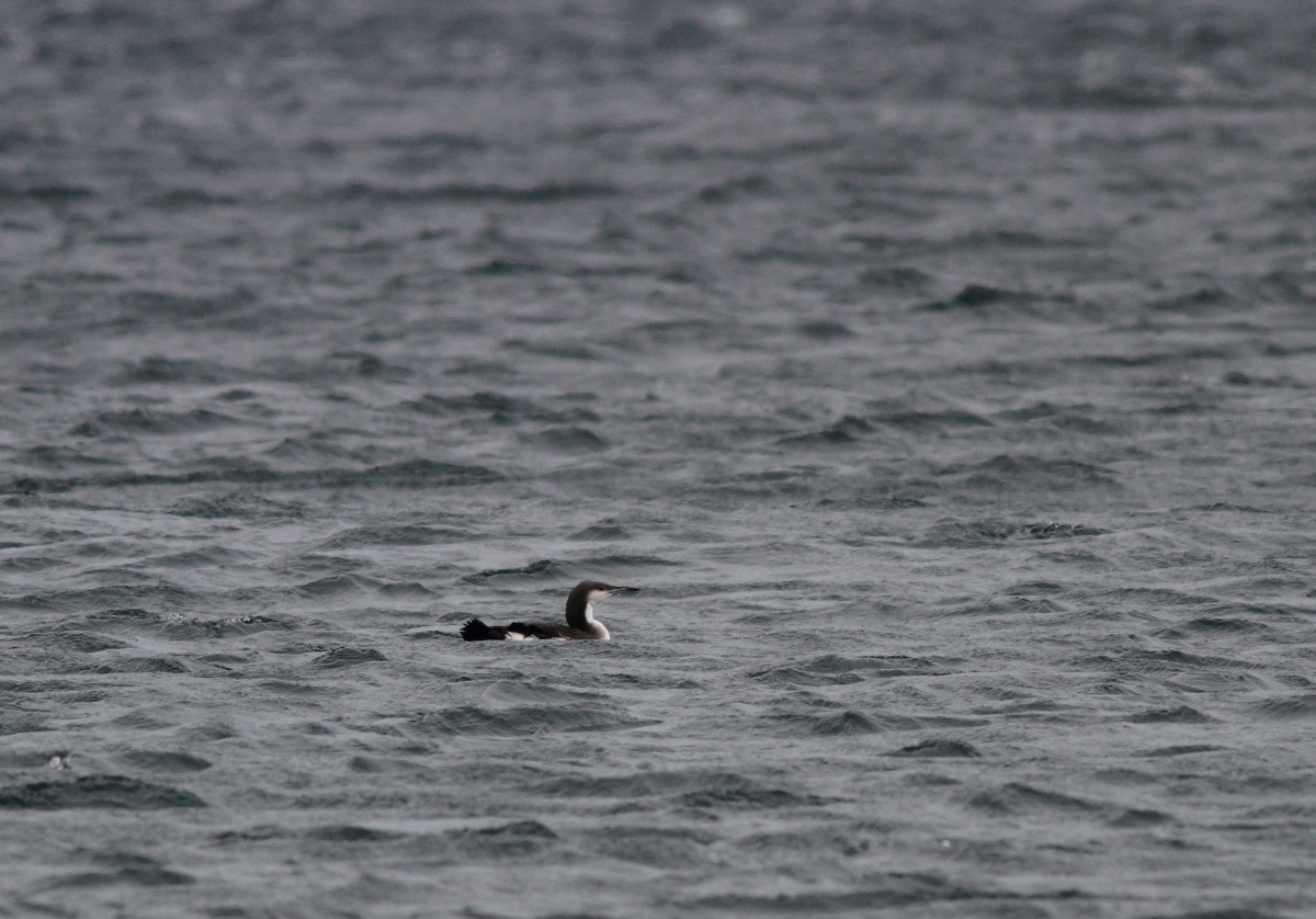 Black-throated Loon