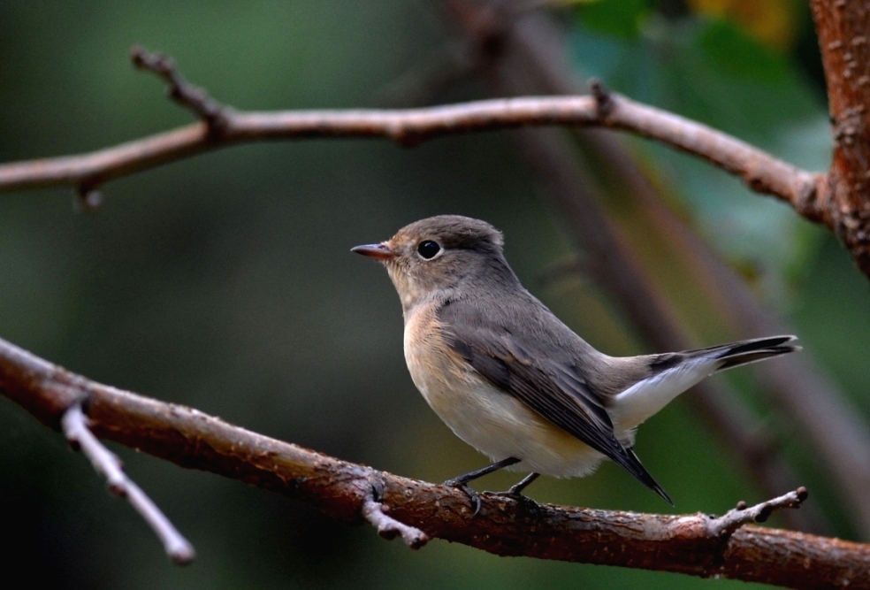 Red-breasted Flycatcher