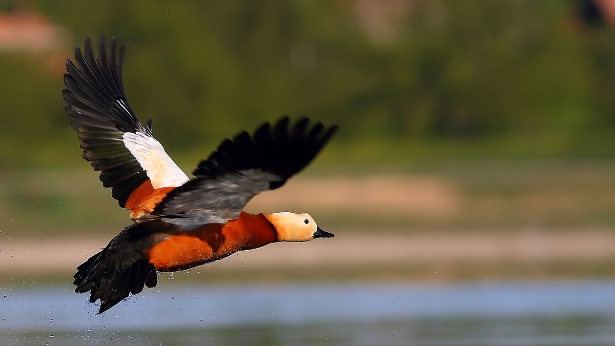 Ruddy Shelduck