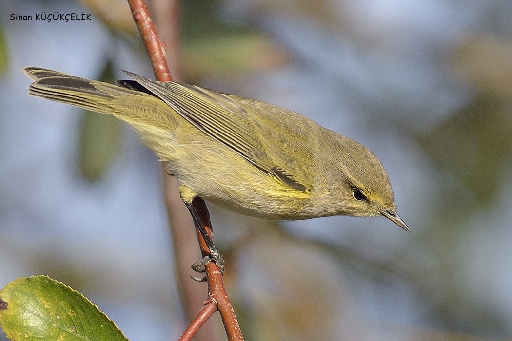 Common Chiffchaff