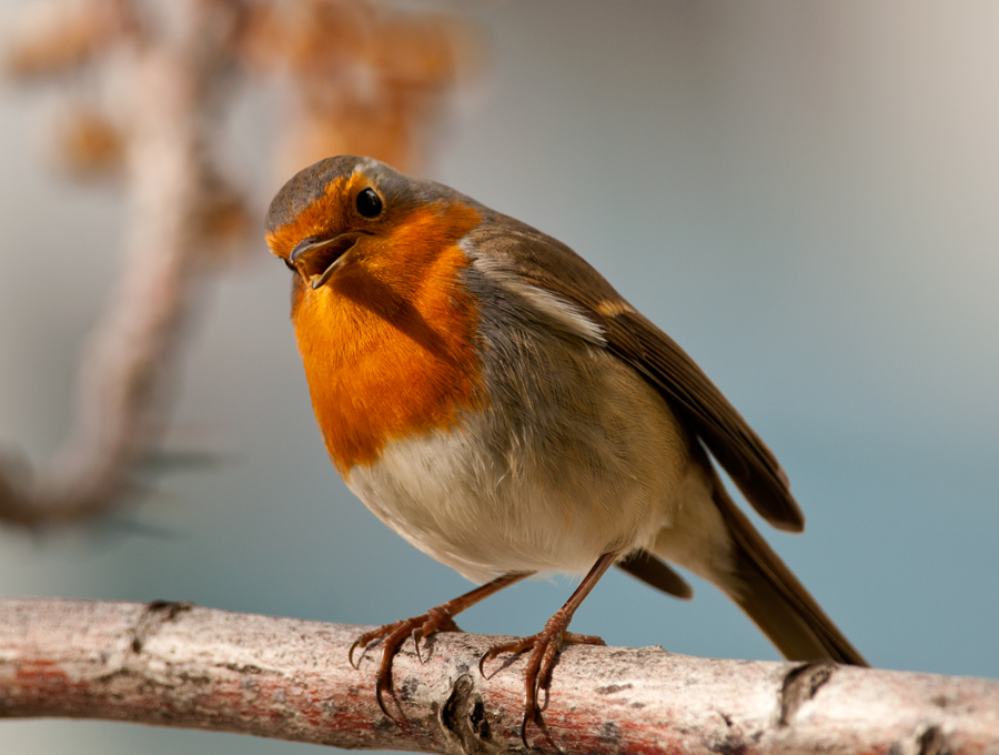 European Robin