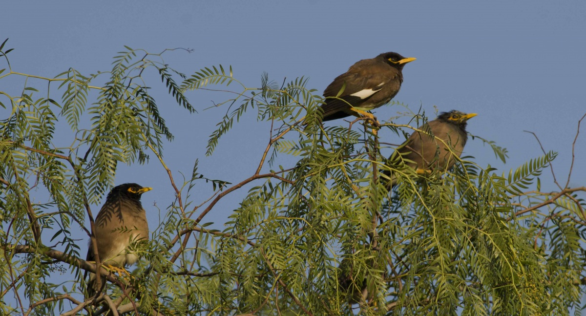 Common Myna