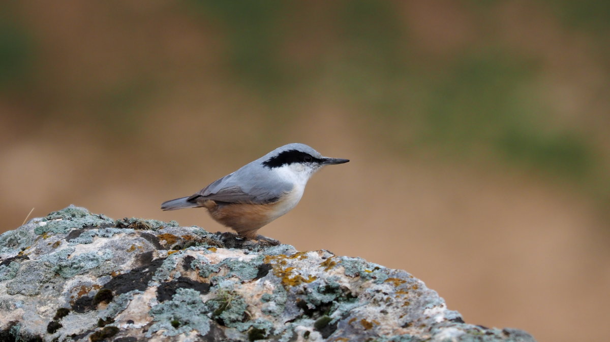 Eastern Rock Nuthatch