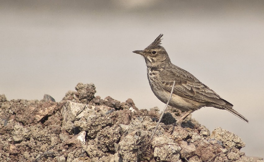Tepeli Toygar