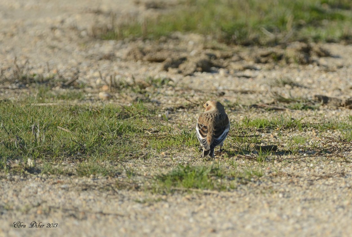 Snow Bunting
