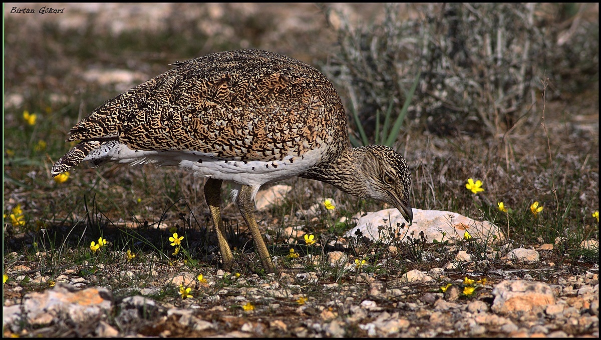 Little Bustard