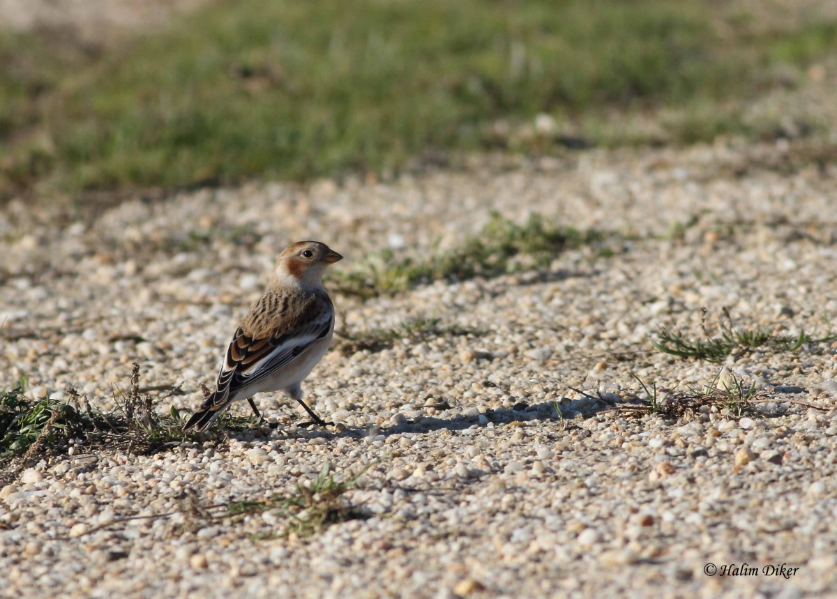 Snow Bunting