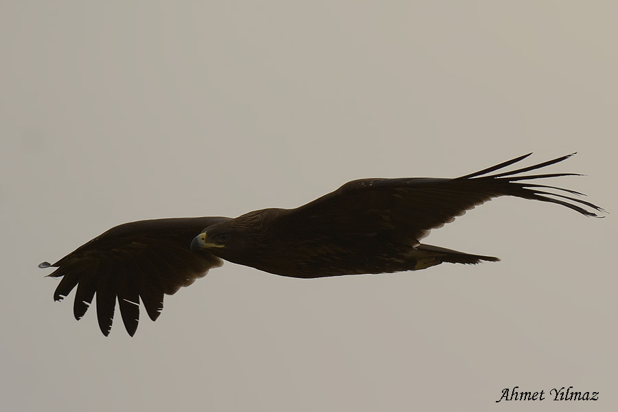 Greater Spotted Eagle
