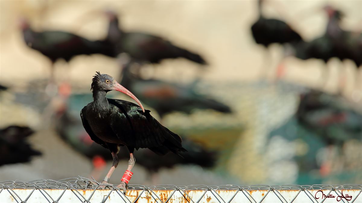 Northern Bald Ibis