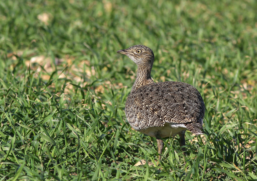 Little Bustard