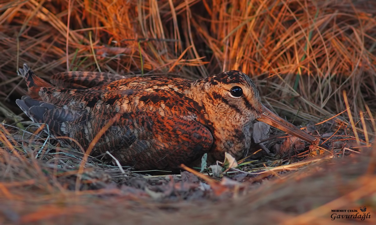 Eurasian Woodcock