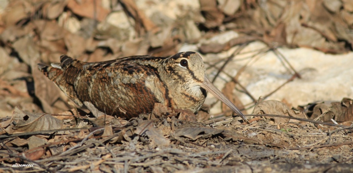 Eurasian Woodcock