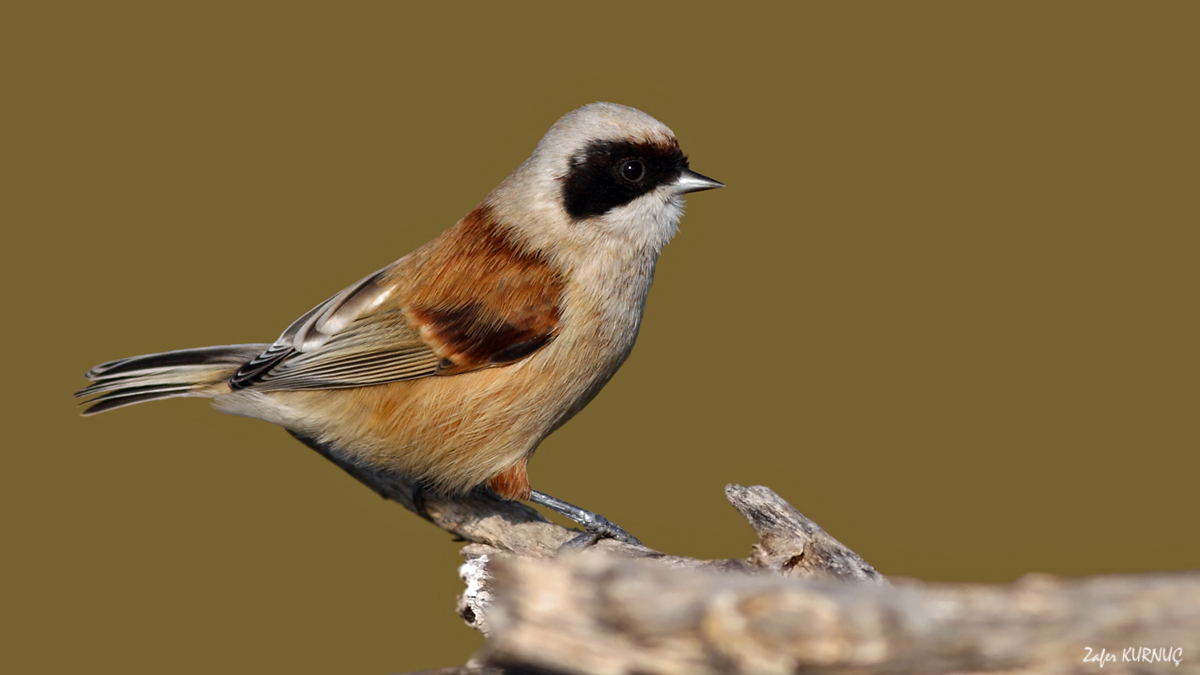 Eurasian Penduline Tit