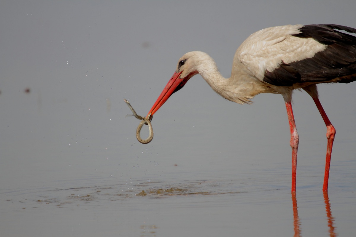 White Stork