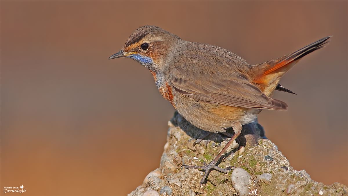 Bluethroat