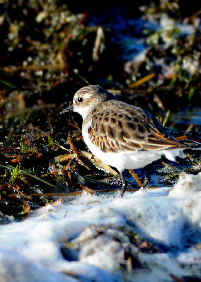 Little Stint