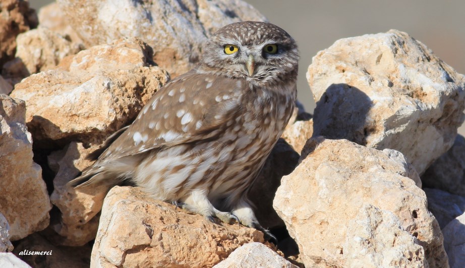 Little Owl