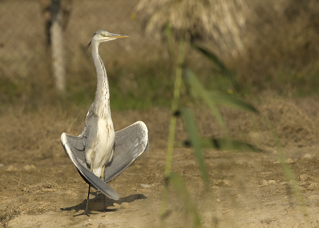 Grey Heron