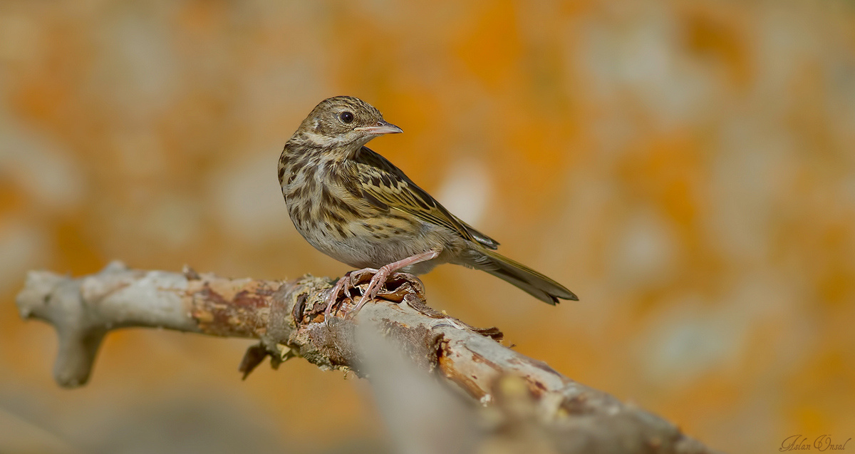 Tree Pipit