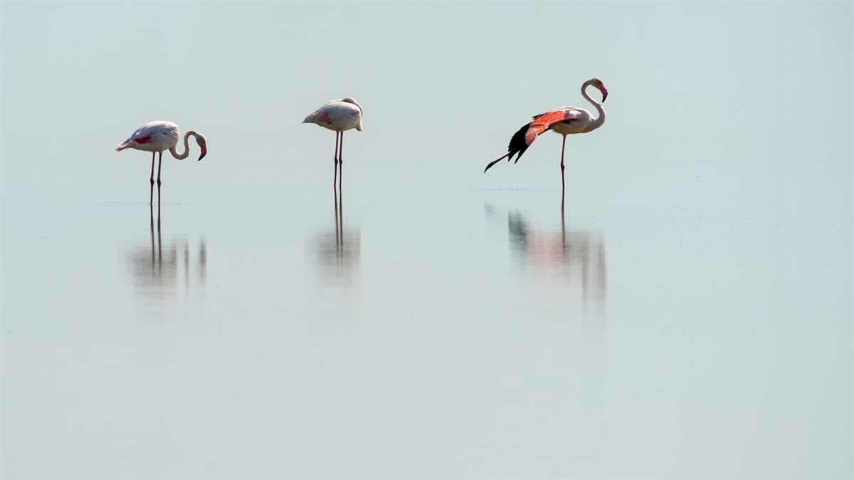 Flamingo