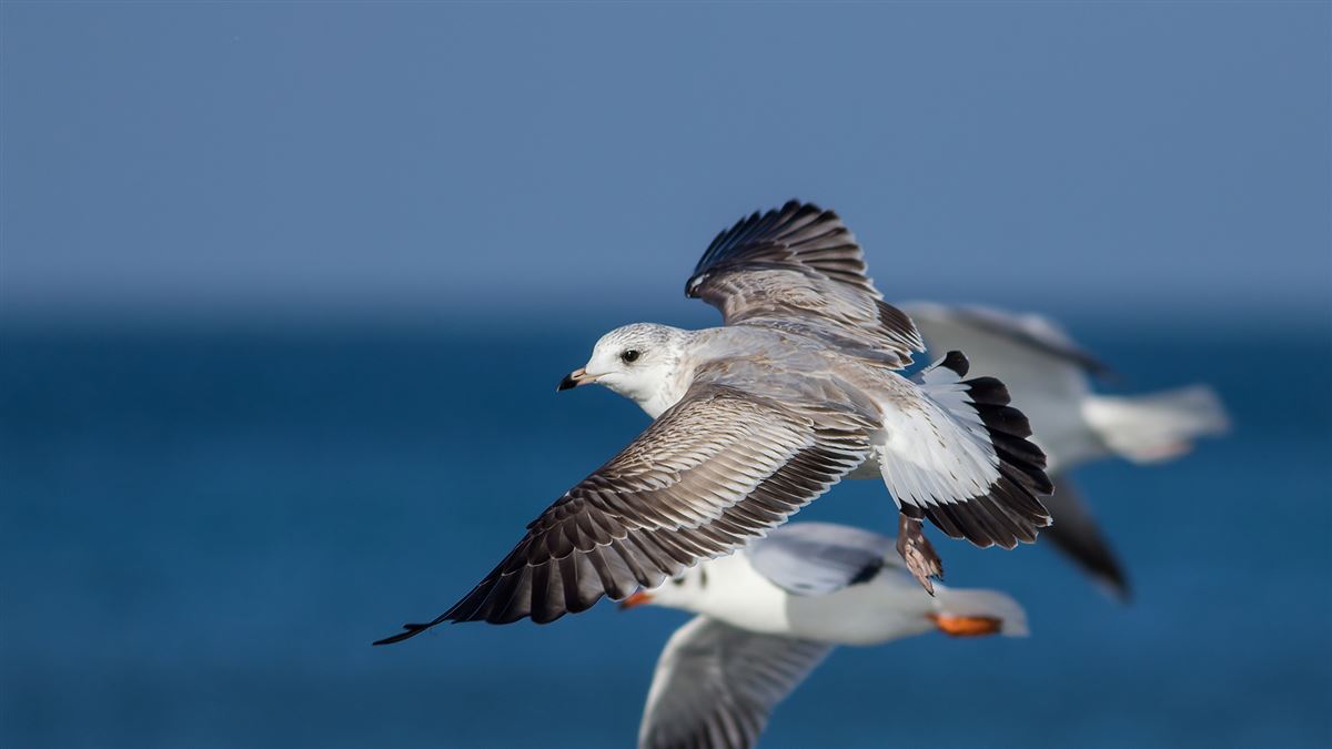 Common Gull