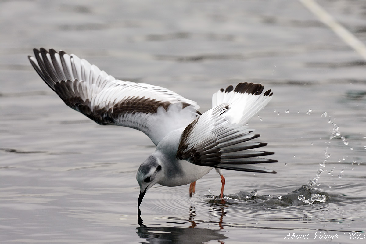 Little Gull
