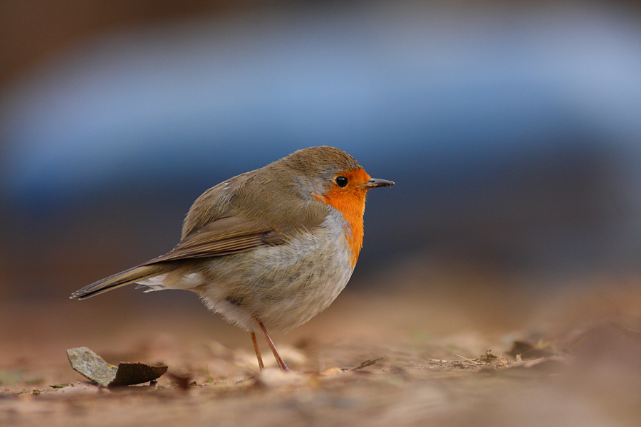 European Robin