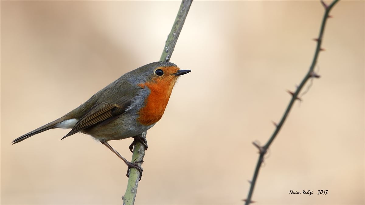 European Robin