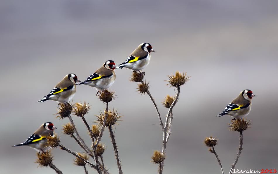 European Goldfinch