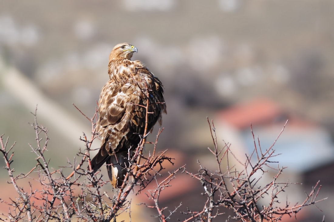 Long-legged Buzzard