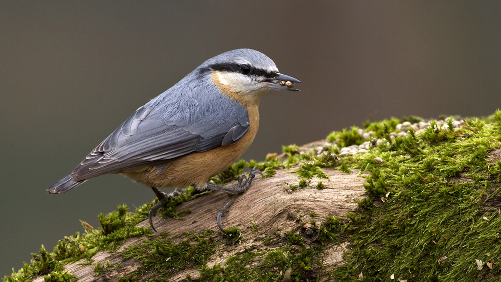 Eurasian Nuthatch