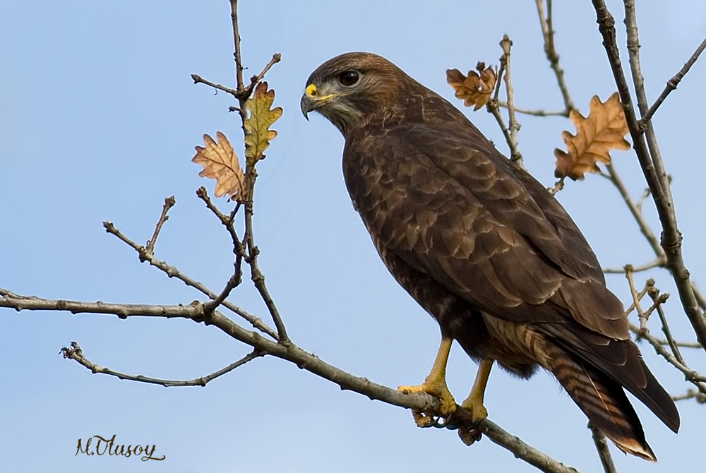 Common Buzzard