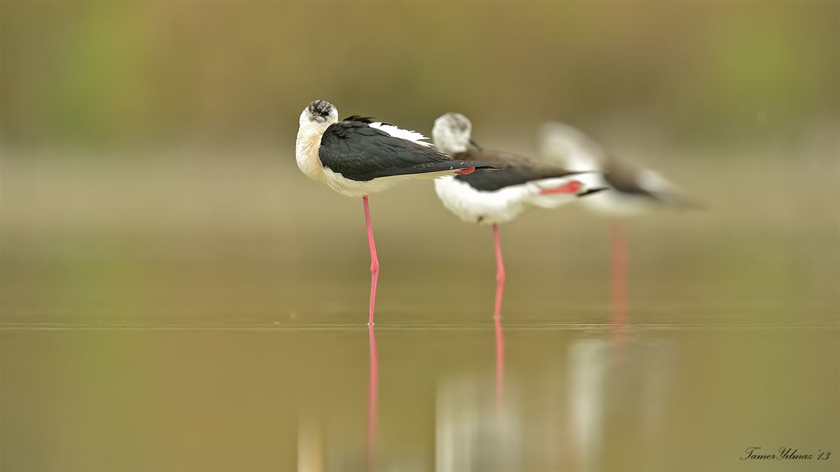 Black-winged Stilt