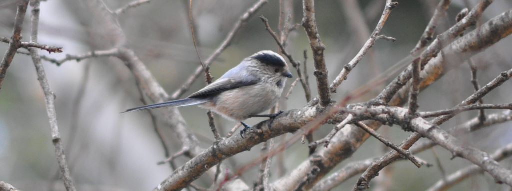 Long-tailed Tit