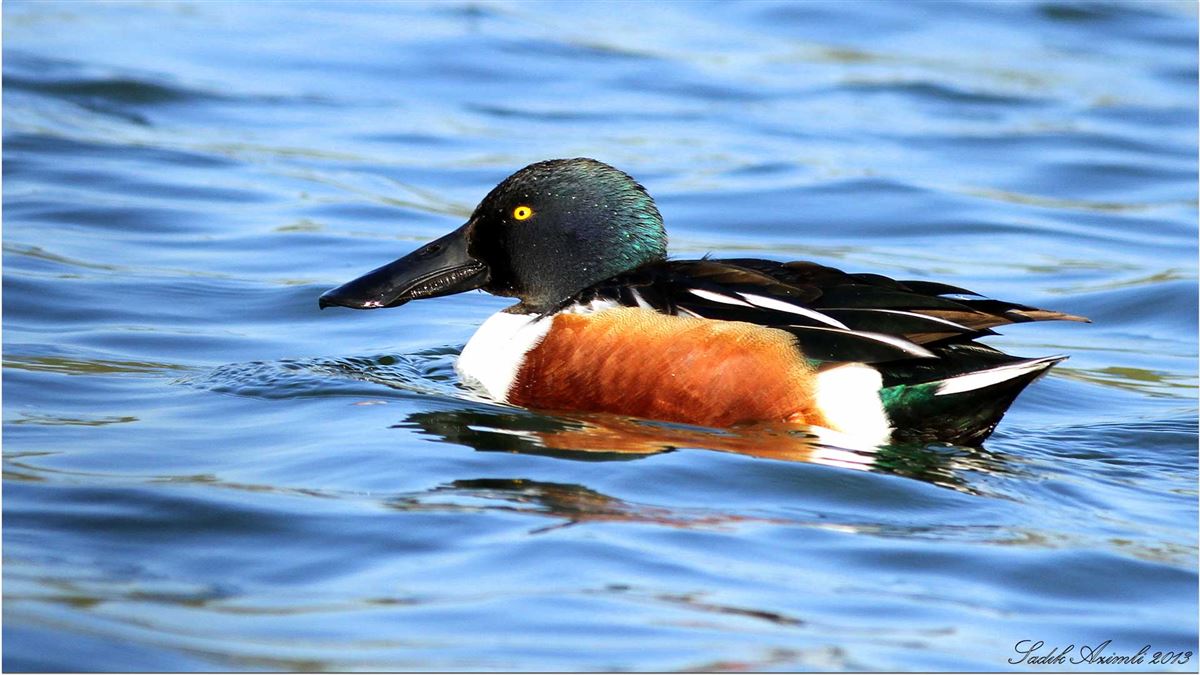 Northern Shoveler