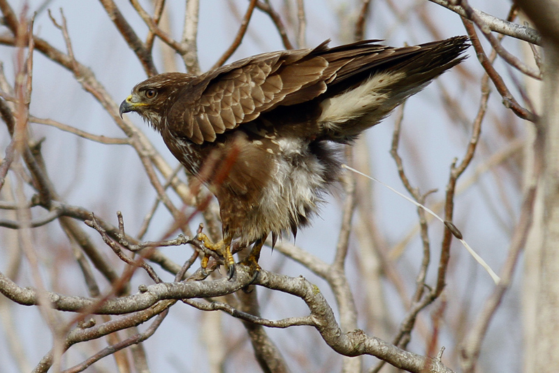 Common Buzzard