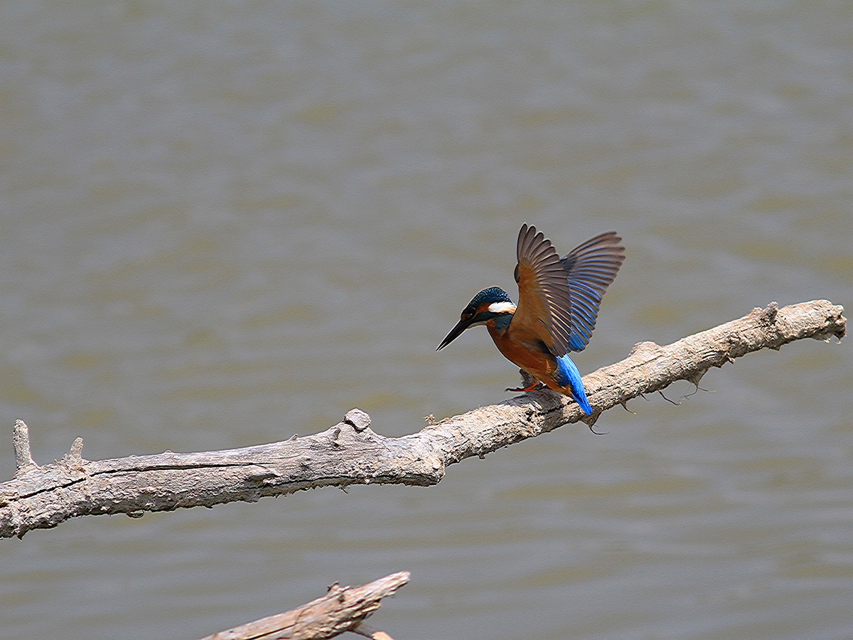 Common Kingfisher