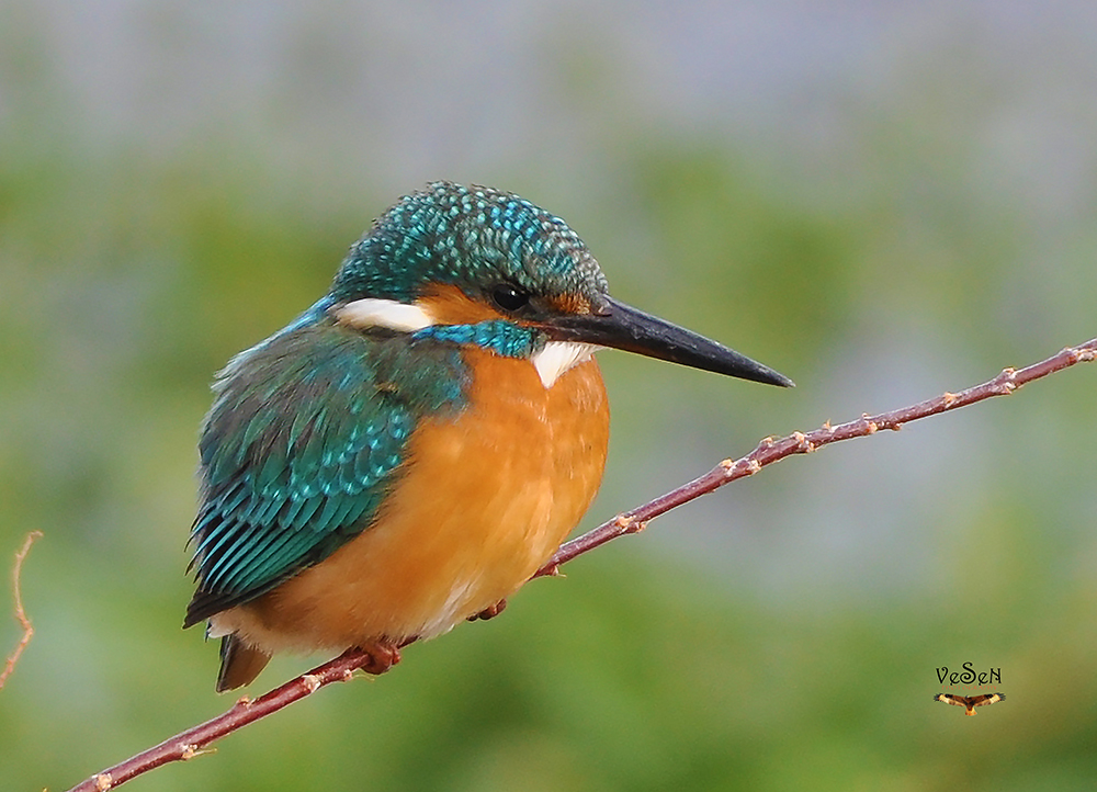 Common Kingfisher