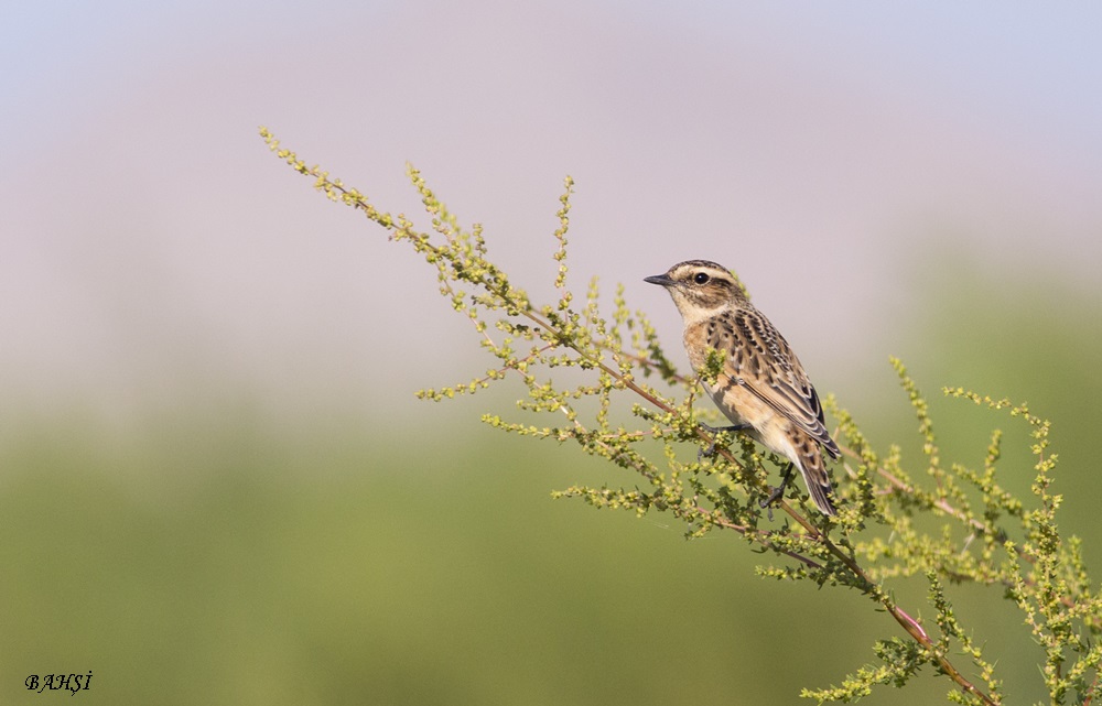 Whinchat