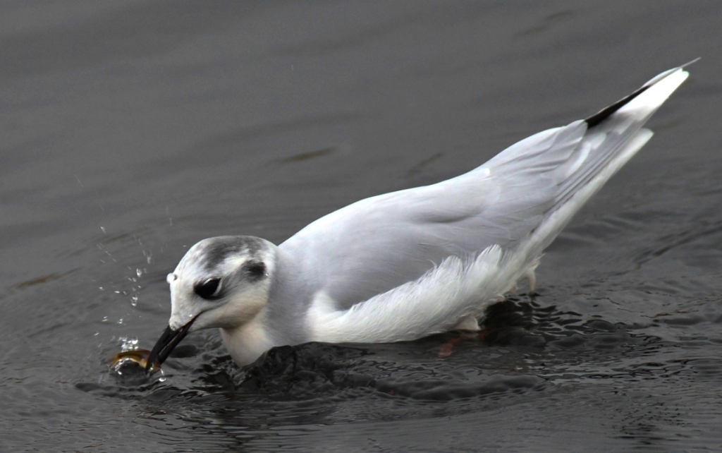 Little Gull