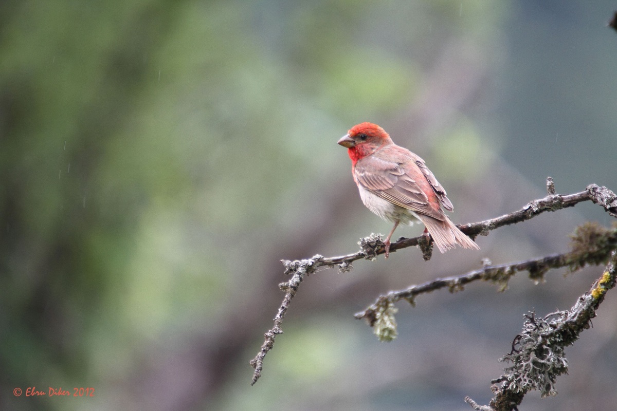 Common Rosefinch