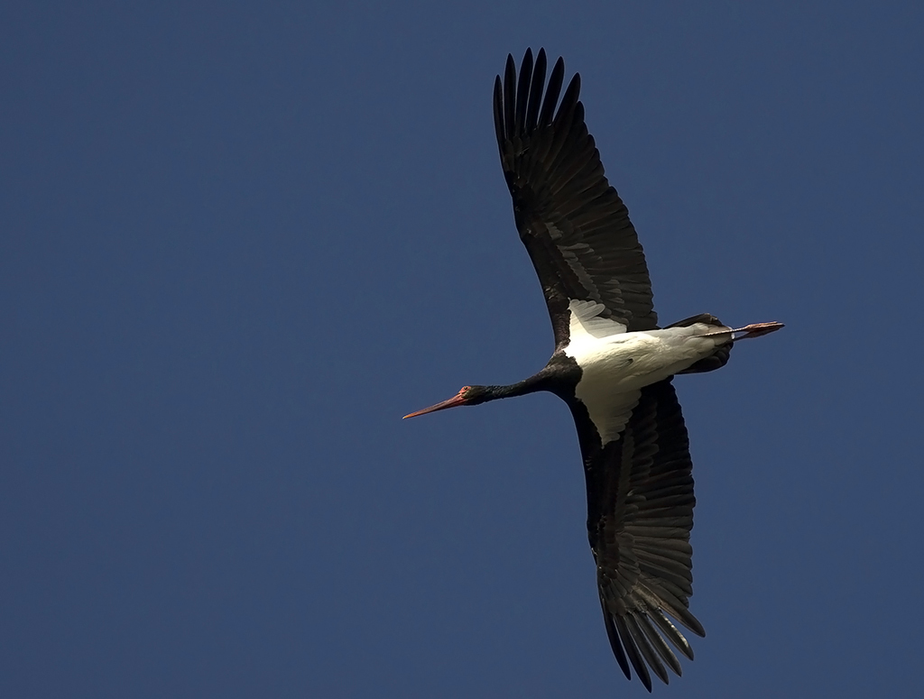 Black Stork
