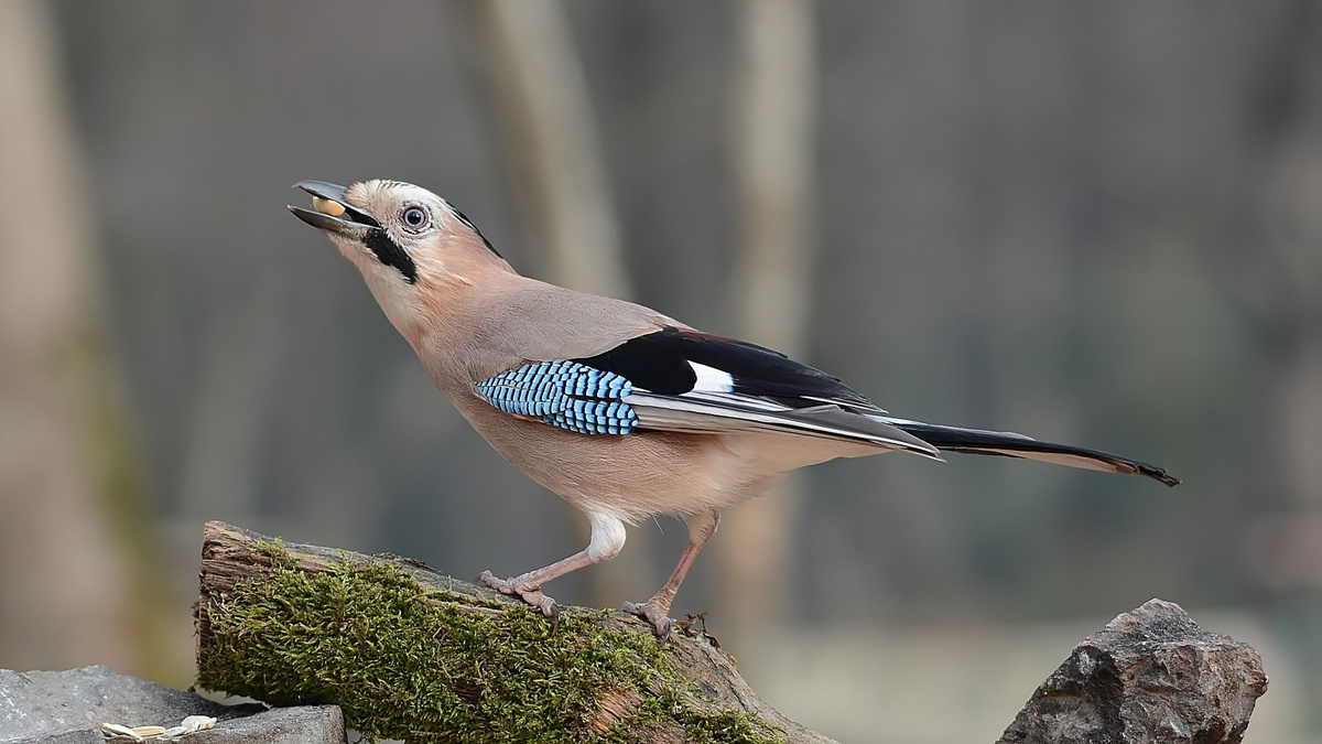 Eurasian Jay