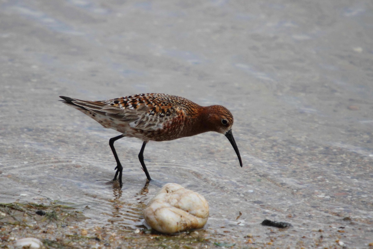 Curlew Sandpiper