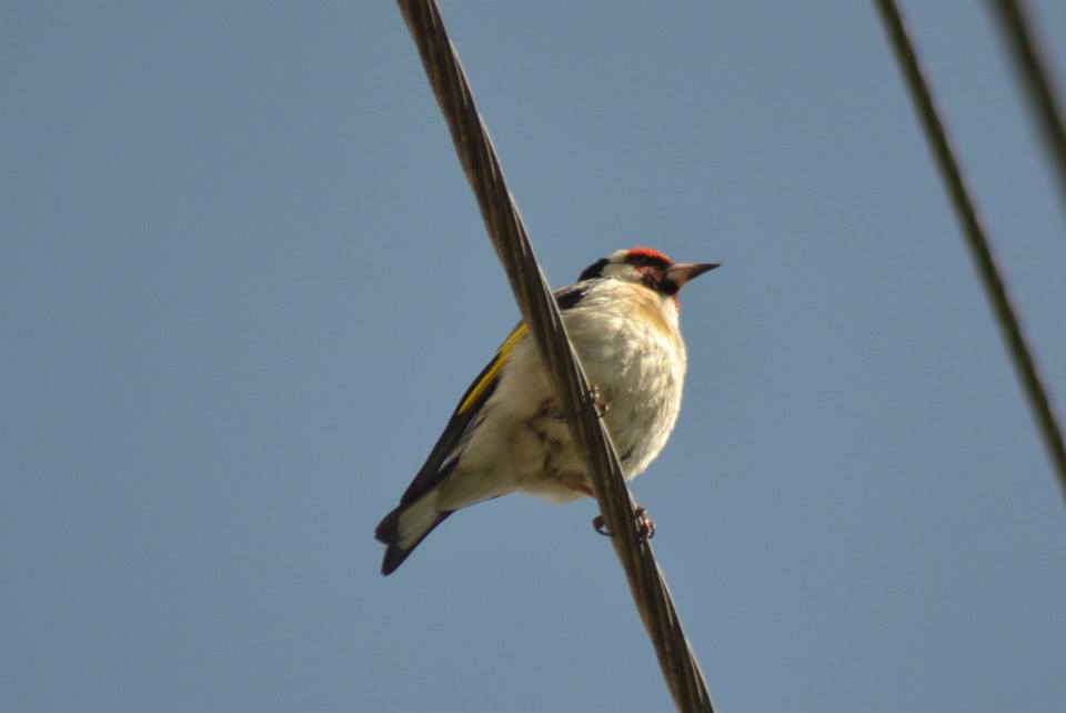 European Goldfinch