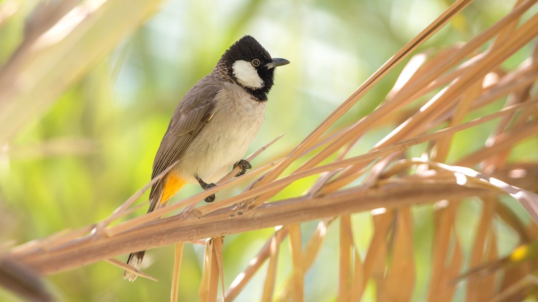 White-eared Bulbul