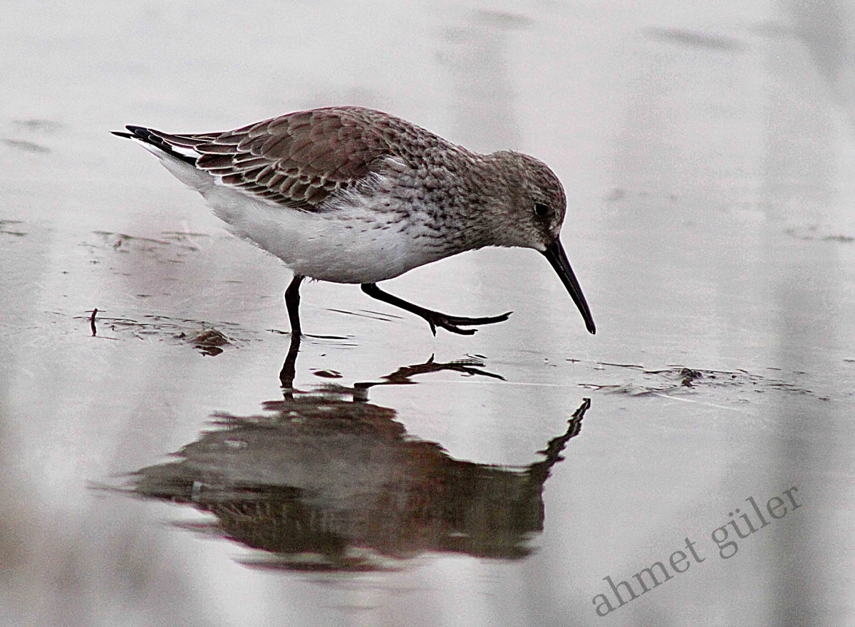 Dunlin