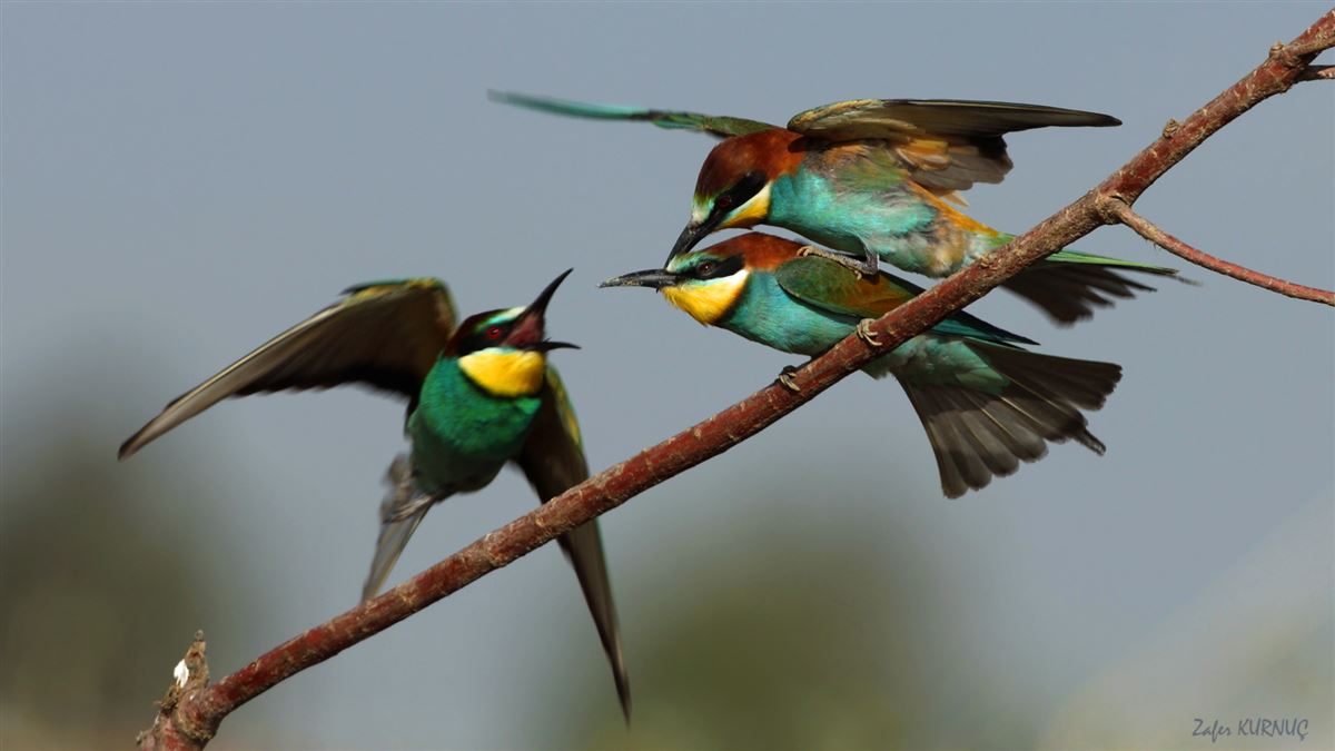 European Bee-eater