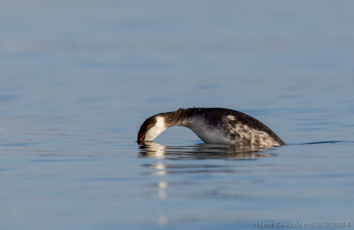 Horned Grebe